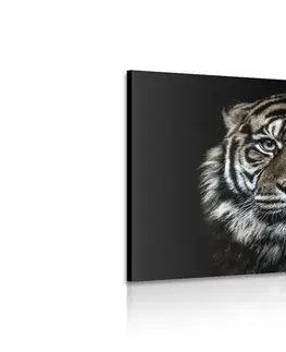 Obrazy zvířat Obraz tygr