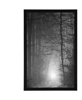 Černobílé Plakát světlo v lese v černobílém provedení