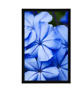 Květiny Plakát divoké modré květiny