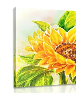 Obrazy květů Obraz nádherná slunečnice