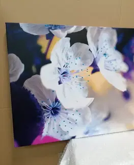 Obrazy květů Obraz rozkvetlá větvička třešně