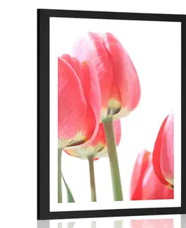 Květiny Plakát s paspartou červené polní tulipány