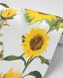 Tapety květiny Tapeta slunečnice na bílém pozadí