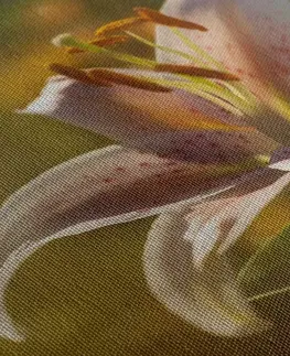 Obrazy květů Obraz nádherný květ s retro nádechem