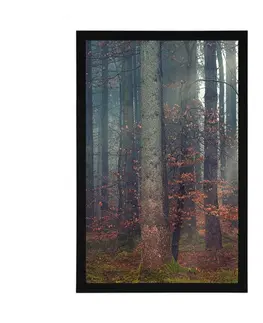 Příroda Plakát tajemství lesa