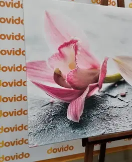 Obrazy květů Obraz dva barevné květy orchideje