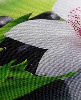 Obrazy Feng Shui Obraz japonská orchidej