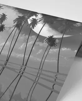 Samolepící tapety Samolepící tapeta černobílé tropické palmy