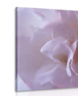 Obrazy květů Obraz lupínky karafiátu
