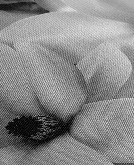 Černobílé obrazy Obraz luxusní magnolie s perlami v černobílém provedení