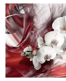 Tapety květiny Fototapeta červená orchidej - Orchid in red