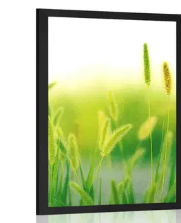Příroda Plakát stébla trávy v zeleném provedení