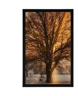 Příroda Plakát strom v zasněžené krajině