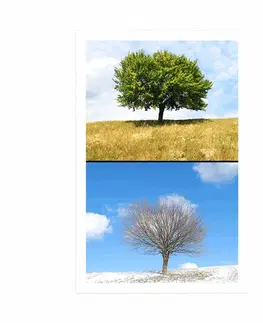 Příroda Plakát strom v ročních obdobích