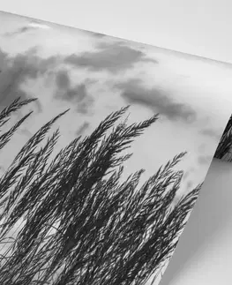 Samolepící tapety Samolepící fototapeta tráva v černobílém provedení