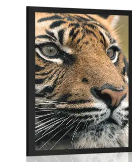 Zvířata Plakát bengálský tygr