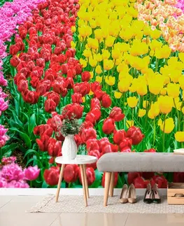 Samolepící tapety Samolepící fototapeta zahrada plná tulipánů