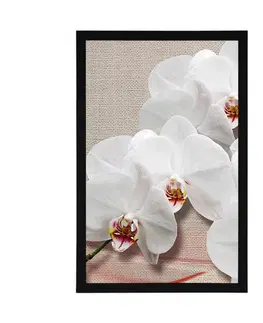 Květiny Plakát bílá orchidej na plátně