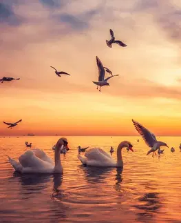 Obrazy zvířat Obraz labutě na moři