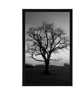 Černobílé Plakát okouzlující strom v černobílém provedení