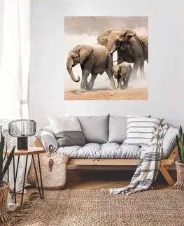 Samolepky na zeď Samolepky na zeď s motivem zvířat - Sloni