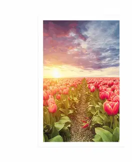 Květiny Plakát východ slunce nad loukou s tulipány