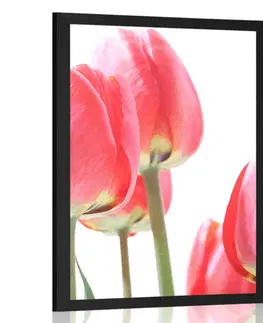 Květiny Plakát červené polní tulipány