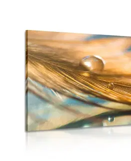 Obrazy zátiší Obraz kapka vody na zlatém pírku