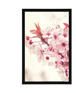 Květiny Plakát růžové květy třešně