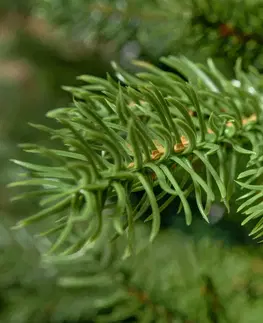 Vánoční stromky a věnce DecoLED Vánoční strom 180cm K065