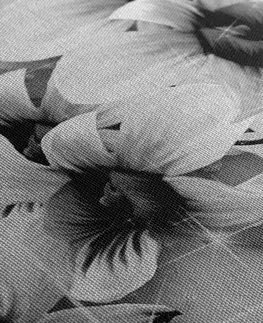 Černobílé obrazy Obraz černobílé květiny na abstraktním pozadí