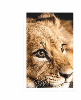 Zvířata Plakát mládě lva