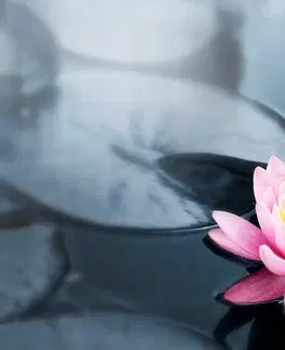 Tapety květiny Fototapeta lotosový květ v jezeře