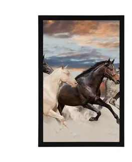 Zvířata Plakát stádo koní