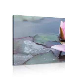 Obrazy květů Obraz růžový lotosový květ