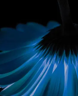 Tapety květiny Fototapeta modrá gerbera