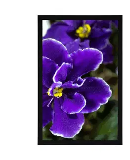 Květiny Plakát fialka