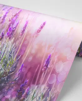 Samolepící tapety Samolepící fototapeta kouzelné květiny levandule