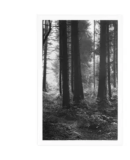 Černobílé Plakát les zalitý sluncem v černobílém provedení