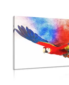 Obrazy zvířat Obraz let papouška