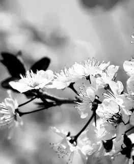Černobílé obrazy Obraz třešňový květ v černobílém provedení