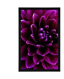 Květiny Plakát purpurovo-fialový květ