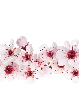 Samolepící tapety Samolepící tapeta třešňové květiny