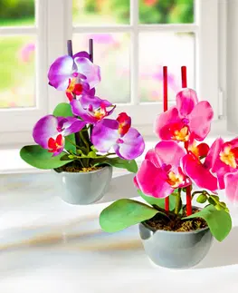 Květinové dekorace 2 aranžmá "Orchidej v květináči"