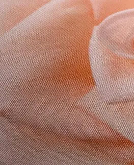 Obrazy květů Obraz broskvová růže