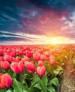 Tapety květiny Tapeta východ slunce nad loukou s tulipány
