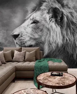 Samolepící tapety Samolepící tapeta africký lev v černobílém provedení