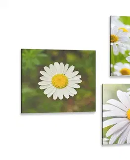 Sestavy obrazů Set obrazů luční květiny