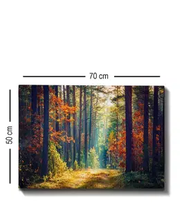 Obrazy Wallity Obraz na plátně Miracle forest 50x70 cm