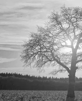 Černobílé obrazy Obraz osamělého stromu v černobílém provedení